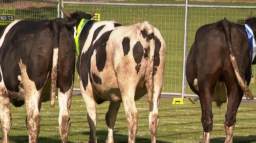 Winners of a charity raffle have been decided by cow poo at a park in Blacktown.