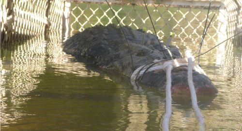 The croc weighs 600kg and is believed to be older than 60. Image: Supplied