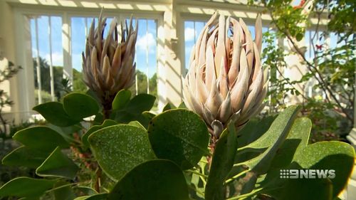 Temperate House has undergone its biggest upgrade since it opened in 1863. (9NEWS)