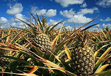 When did Lutheran missionaries introduce pineapples to Australia?