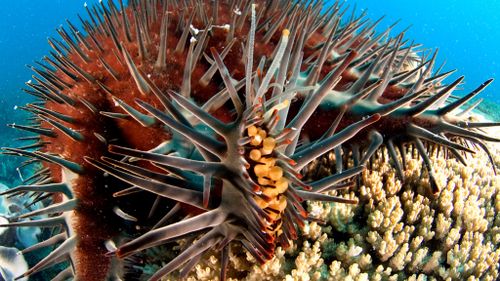 The coral-eating Crown-of-Thorns starfish. (AAP)