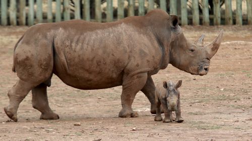 Mother and daughter are said to be doing well, exciting zoo goers today.