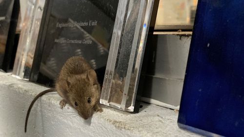 The mouse plague has forced the prison to close for repairs with inmates and staff being relocated.