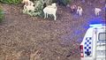 It's been a baaaaaddd day! Goats cause chaos on Melbourne road