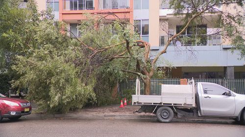 The strong winds have felled trees in Sydney.
