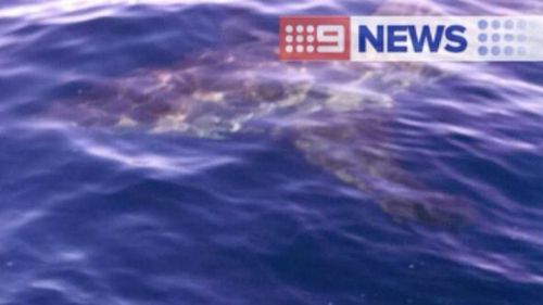 Great white shark spotted off Esperance last month, close to where today's attack took place. (9NEWS, Matt Tinney)