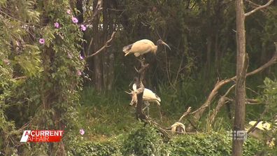 Gold Coast motorists concerned over nearby Ibis nesting ground