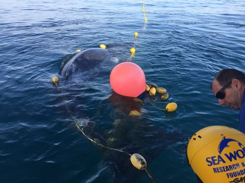 The whale was spotted about 50 metres offshore on Greenmount beach by a member of the public, with the Seaworld Rescue team called at around 5.45am.