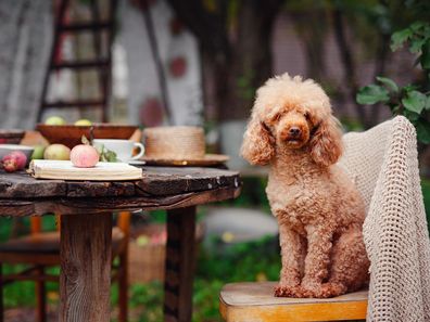 best yogurt for dogs australia