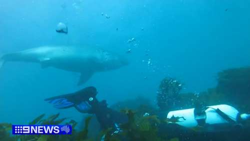 WA duo Andy Nelson and Tim Ryan were hunting for crayfish off Safety Bay, when they came dangerously close to a great white shark.