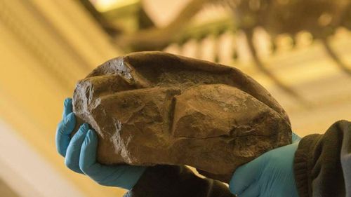 A fossil of dinosaur egg which was found by Chilean investigators at Seymour Island, Antarctic.