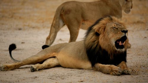 Zimbabwe lion killer's dentistry slammed on social media