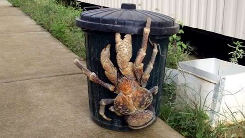 Coconut crabs are the largest land crab in the world. The bodies of Earhart and Noonan may have been eaten by the scavenging coconut crabs, according to one theory.