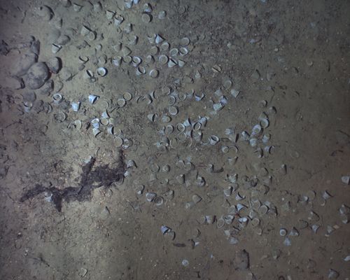 Tea cups at the wreck site. (REMUS image, Woods Hole Oceanographic Institution)