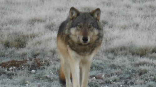 Hunter finds first grey wolf seen at Grand Canyon since 1940s … then he kills it