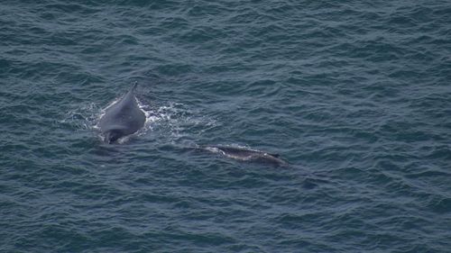 The humpback whale dazzled tourists and locals in Circular Quay this morning, ﻿with ferries halting operations momentarily. 