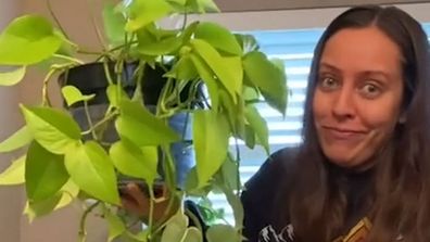 TikTok indoor plants houseplants hack pothos devil's ivy