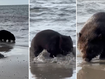 Wombat spotted wading at Tasmanian beach