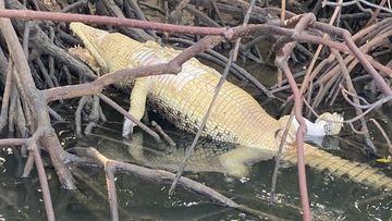 W﻿ildlife officials are investigating after a crocodile was found dead in the Ross River mangroves.