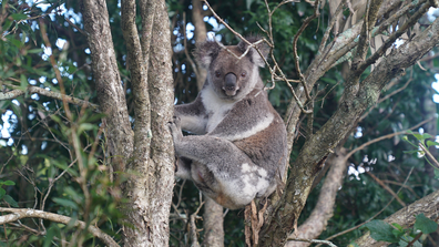 A koala is seen resting in a tree in Swan Bay, NSW.