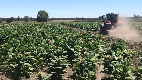 Operation Greyhound uncovered and destroyed over 250,000 kilograms of illicit tobacco in regional New South Wales. 