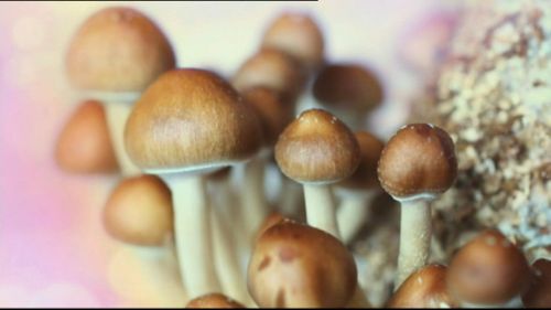 Patients will be treated with the psychoactive ingredient in magic mushrooms.
