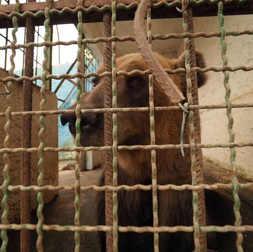 Police and conservation officials pried open the main gate at the Safari Zoo Park in Mbrostar.