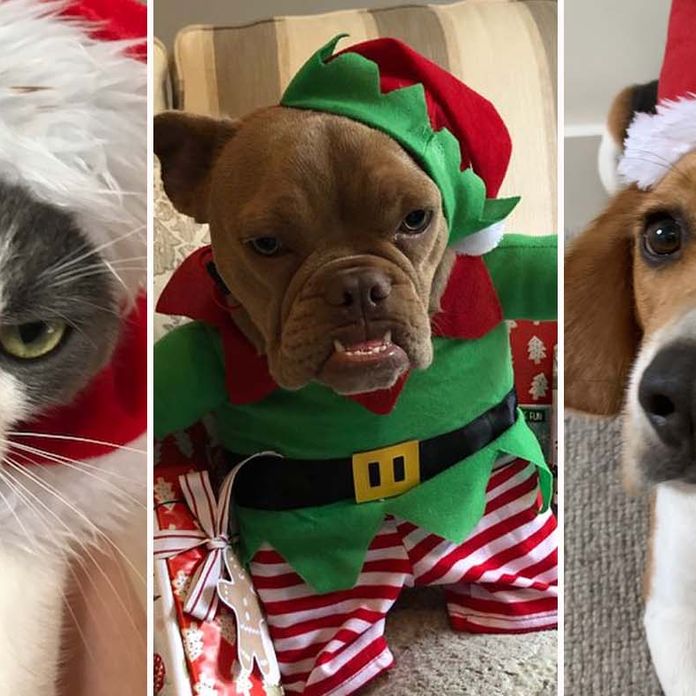 Christmas pet costumes in pictures: Adorable photos of pets in Christmas  costumes