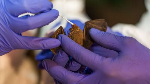 No research is currently being undertaken at the CSIRO that has bats involved, Industry, Science and Technology minister Karen Andrews said.