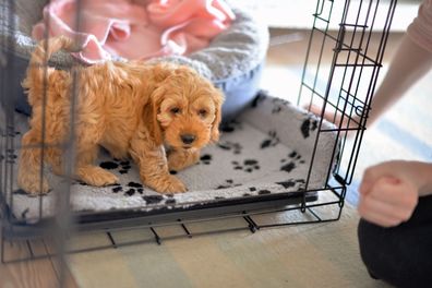 Crate training puppies