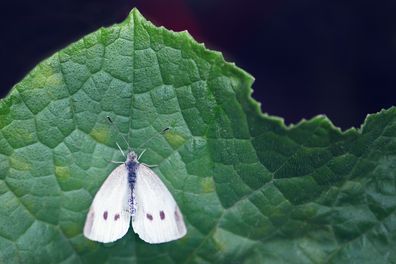 Close-up of a cabbage white butterfly on a broken leaf.