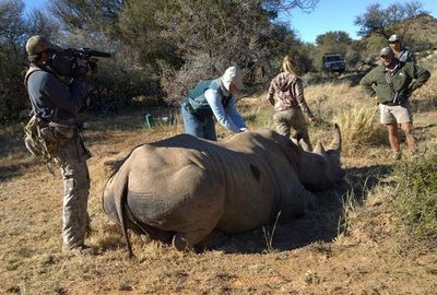 Walking away from a rhino as a film crew shoots the 'action'.