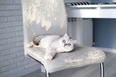 Cat scratching furniture