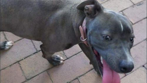 A family has been forced to defend themselves in their home after an attempted robbery turned violent in Brisbane.Four people have been hospitalised and a pet dog was killed all over an ad on Facebook Marketplace.