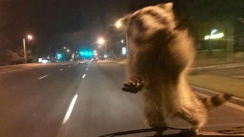 Raccoon jumps on moving police van and takes a ride