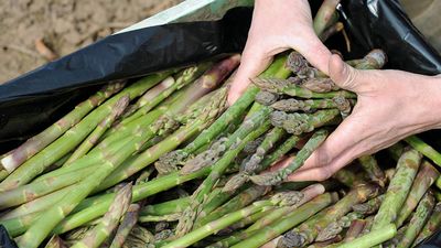 Food nutrient linked to tumour growth, study shows