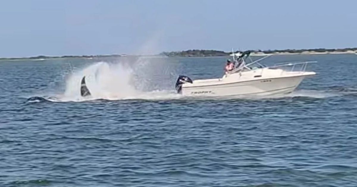 Whale dies after collision with small boat in New Jersey
