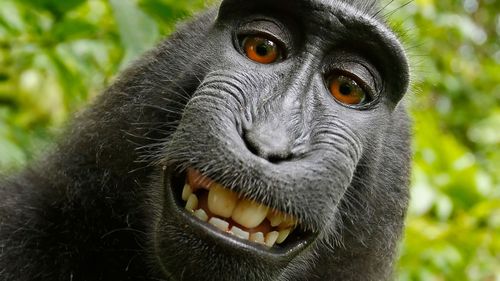 Lawsuit settled over rights to monkey's selfie photo