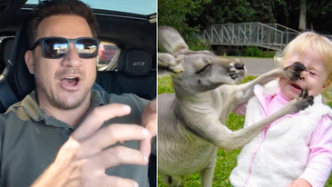 Shock moment MAFS groom's daughter attacked by a kangaroo