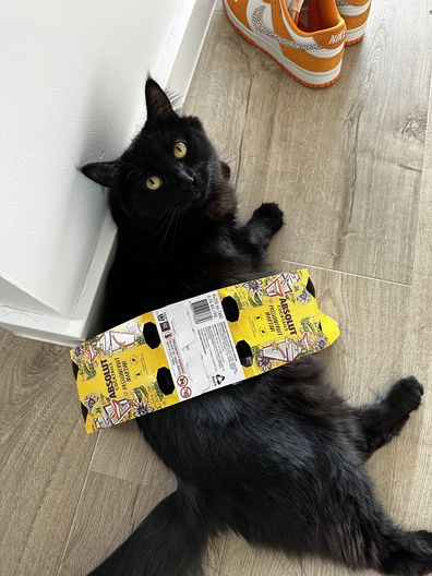 Cats can play with the packaging from human food, but that doesn't mean they should eat it.