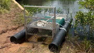 Authorities said the animal was ﻿maimed before it was removed from an underwater trap at Howard Springs.