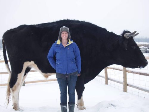 Canadian cow Dozer’s owners claim he is a massive 195.5cm (6ft 5ins) tall.


