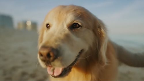 A US man is thanking the vets who saved his dogs' life with a whopping $8.9 m Super Bowl ad. 