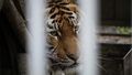 Sad fate of animals at Ukraine zoo