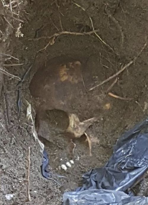 One of the 166 skulls found in the unmarked grave, possibly the victim of a drug cartel.