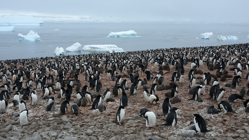 This is just a portion of the king penguin colony photographed on South Georgia island.