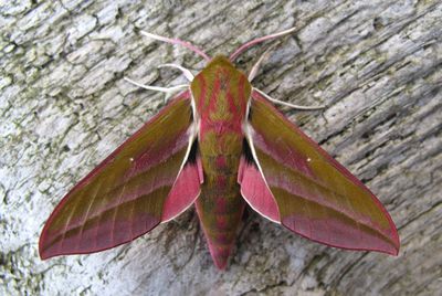 <strong>Elephant hawkmoth</strong>