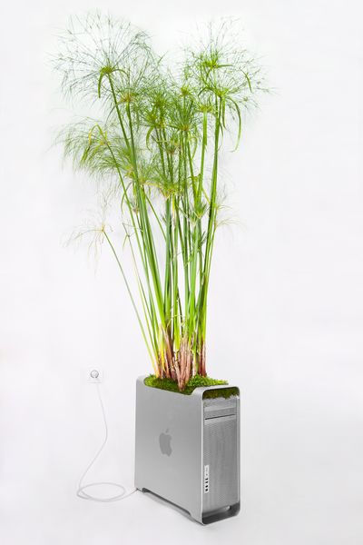 Old Apple devices transformed into enchanting mini gardens