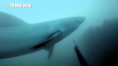 9RAW: Diver films extremely close call with huge great white shark