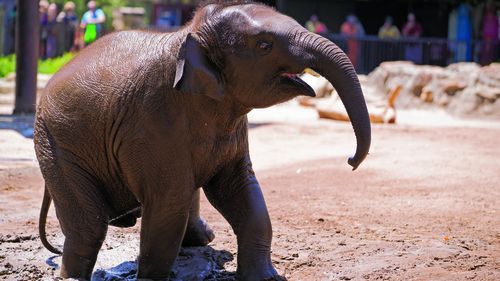 Taronga Zoo elephant Jai Dee has died.